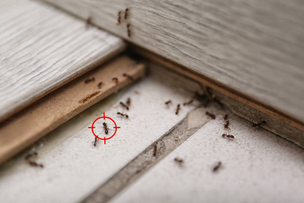 Best Affordable Pest Control Services  in Woodbine, IA