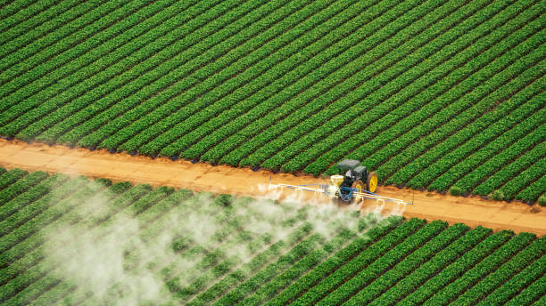 Best Pest Removal Services  in Woodbine, IA