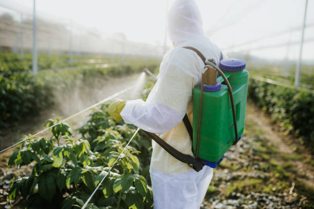 Best Ant Control Services  in Woodbine, IA